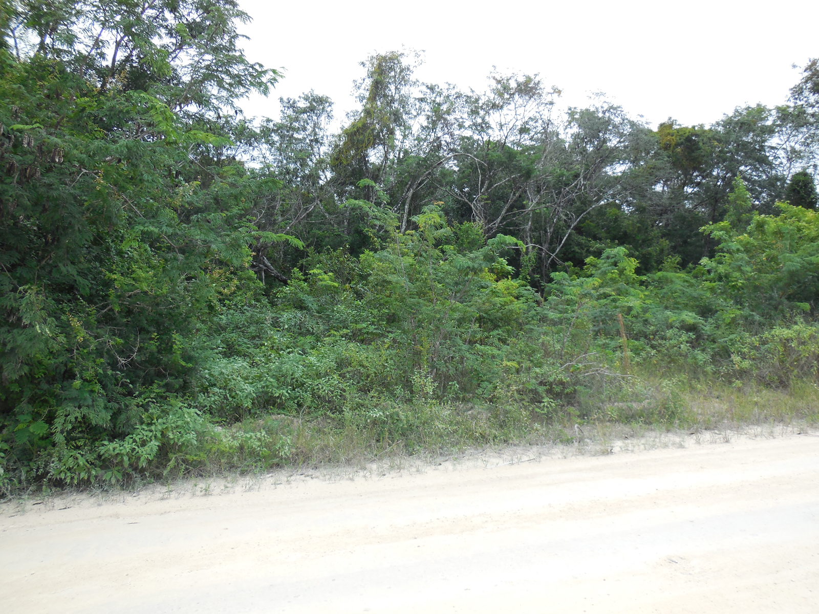 Consejo Road Acreage Lot 116