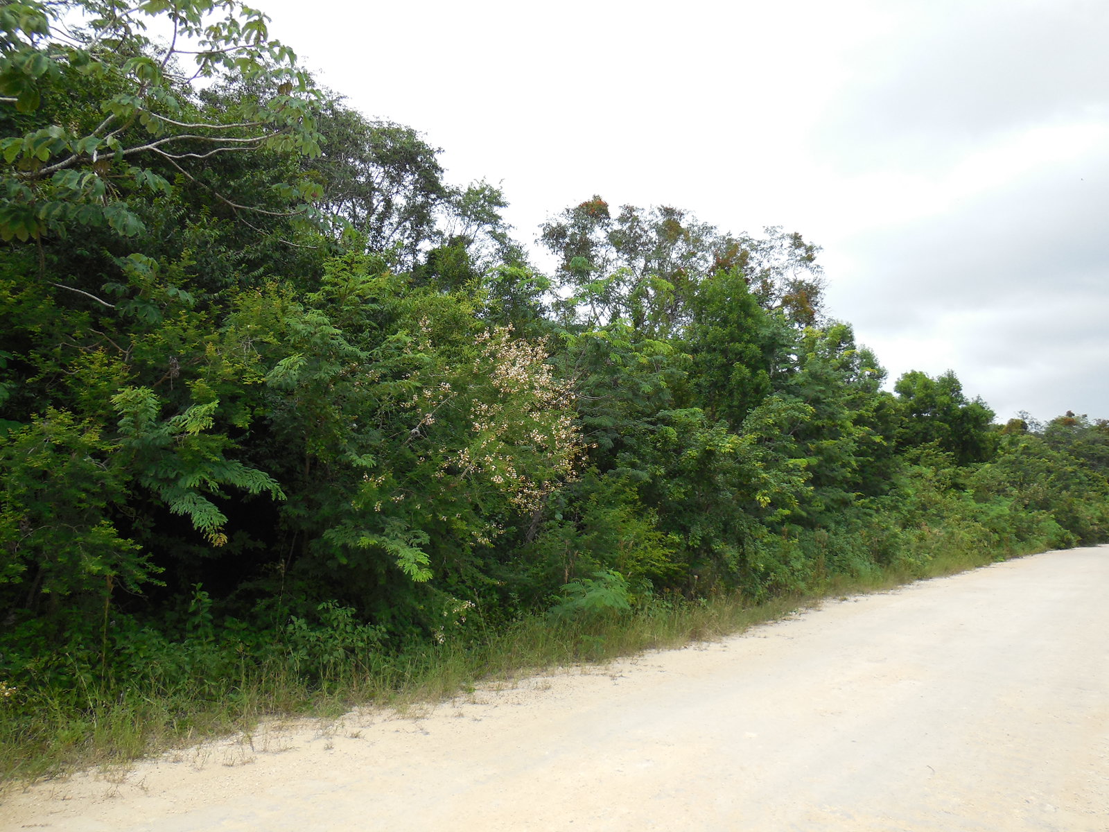 Consejo Road Acreage Lot 201