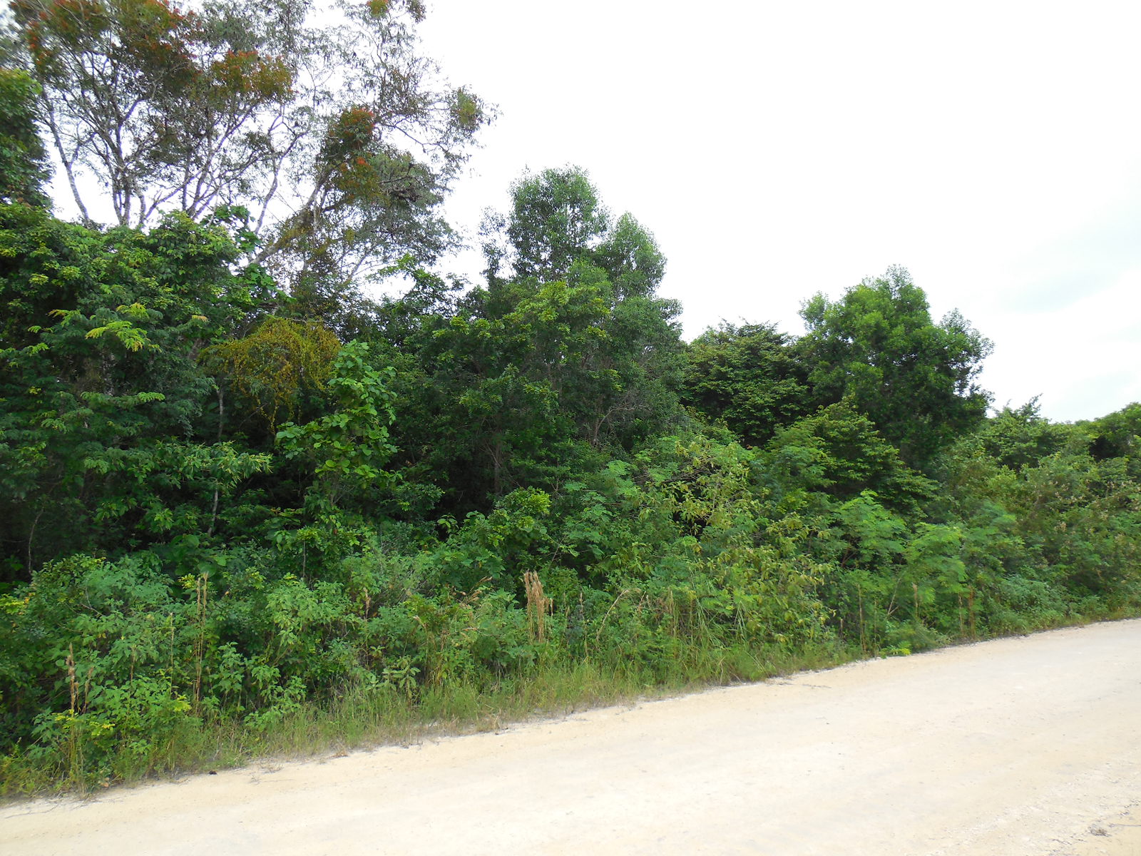 Consejo Road Acreage Lot 201