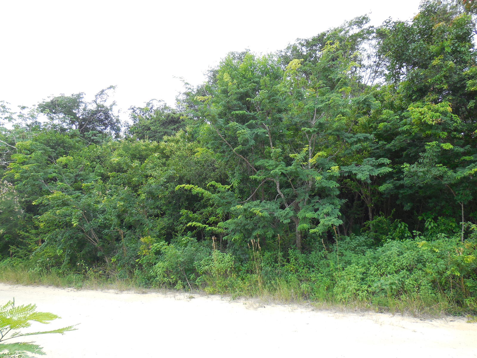 Consejo Road Acreage Lot 201