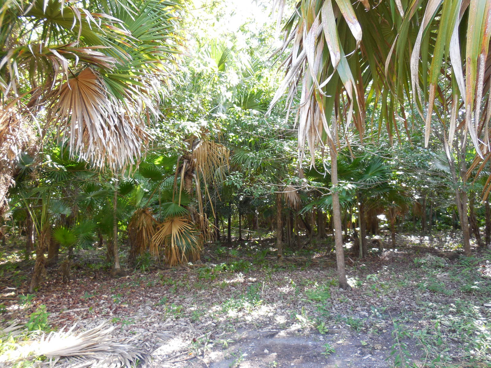 Mayan Seaside Lot 59