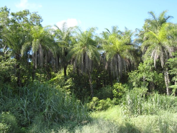 200 Acres on the New River in Belize