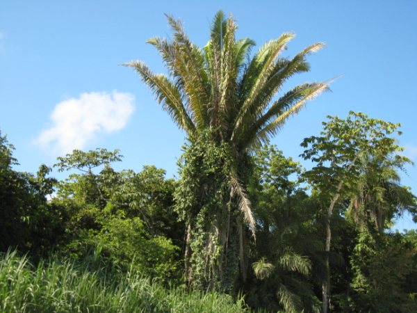 200 Acres on the New River in Belize