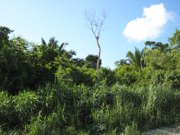 200 Acres on the New River in Belize